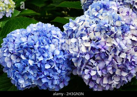 Vue sur les têtes géantes roses et bleues des fleurs d'hortensia Banque D'Images