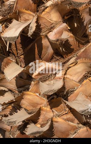 Date Palm Bark plein cadre.Motif naturel de l'écorce sur le tronc du palmier de la ferme-porte date Banque D'Images