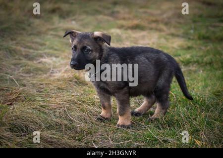 Sable Berger allemand chiot (alsacien) Banque D'Images