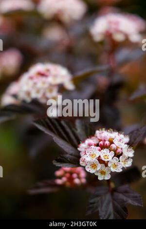 Inflorescences de Physocarpus opulifolius Diable d'Or, floraison en été à Westonbirt, l'Arboretum national, Tetbury, Gloucestershire, SW Angleterre Banque D'Images