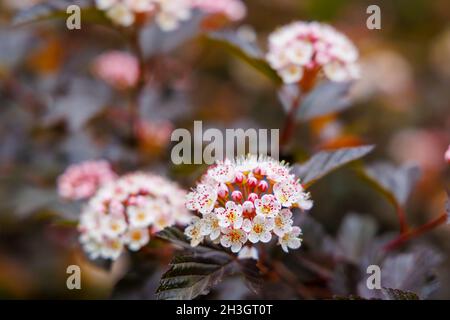 Inflorescences de Physocarpus opulifolius Diable d'Or, floraison en été à Westonbirt, l'Arboretum national, Tetbury, Gloucestershire, SW Angleterre Banque D'Images