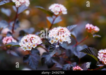 Inflorescences de Physocarpus opulifolius Diable d'Or, floraison en été à Westonbirt, l'Arboretum national, Tetbury, Gloucestershire, SW Angleterre Banque D'Images