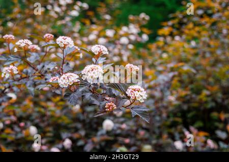 Inflorescences de Physocarpus opulifolius Diable d'Or, floraison en été à Westonbirt, l'Arboretum national, Tetbury, Gloucestershire, SW Angleterre Banque D'Images