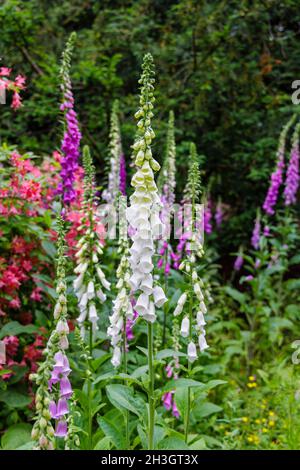 Des boeufs multicolores (Digitalis purpurea) fleurissent en été à Westonbirt, dans l'Arboretum national de Tetbury, Gloucestershire, dans le sud-ouest de l'Angleterre Banque D'Images