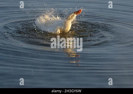 Canard blanc sauvage au milieu de sa routine quotidienne de baignade, affichant sa forme, texture, forme, design et texture de cette belle amie à plumes dans le lac, Banque D'Images