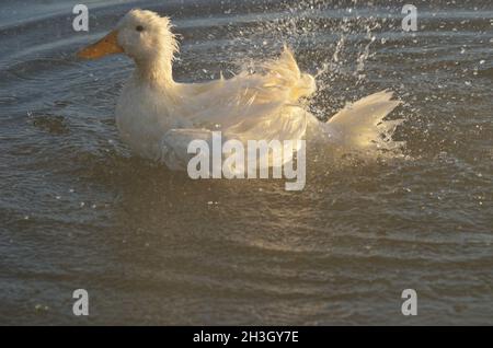 Canard blanc sauvage au milieu de sa routine quotidienne de baignade, affichant sa forme, texture, forme, design et texture de cette belle amie à plumes dans le lac, Banque D'Images