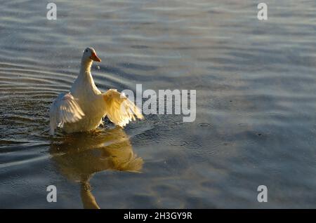 Canard blanc sauvage au milieu de sa routine quotidienne de baignade, affichant sa forme, texture, forme, design et texture de cette belle amie à plumes dans le lac, Banque D'Images