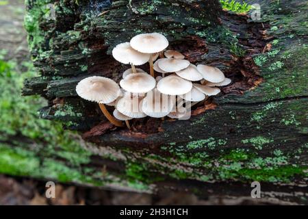 Champignons poussant sur le bois en décomposition dans la forêt, E USA, par James D Coppinger/Dembinsky photo Assoc Banque D'Images