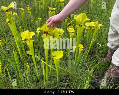 La plante jaune (Sarracenia flava var rugelii) est examinée par le botaniste se USA par Dembinsky photo Associates Banque D'Images