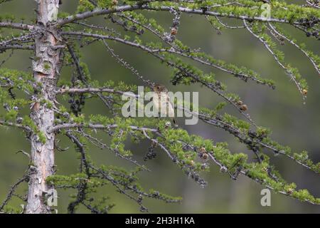 Stonechat sibérien ou Stonechat asiatique Banque D'Images