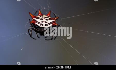 Gasteracantha cancriformis / Florida Crab Spider Banque D'Images