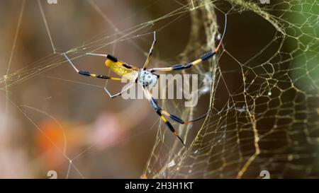 Golden Silk Spider - Floride Banque D'Images