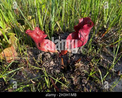 Le site de Litcherplant du Sud de Burk (Sarracenia rosea), se USA, par Dembinsky photo Associates Banque D'Images