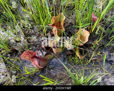 Le site de Litcherplant du Sud de Burk (Sarracenia rosea), se USA, par Dembinsky photo Associates Banque D'Images