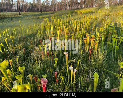 Tourbière d'infiltration à flanc de coteau avec plusieurs variétés de Pitcherplants, Floride occidentale, États-Unis, par Dembinsky photo Associates Banque D'Images