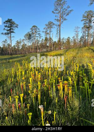 Tourbière d'infiltration à flanc de coteau avec plusieurs variétés de Pitcherplants, Floride occidentale, États-Unis, par Dembinsky photo Associates Banque D'Images