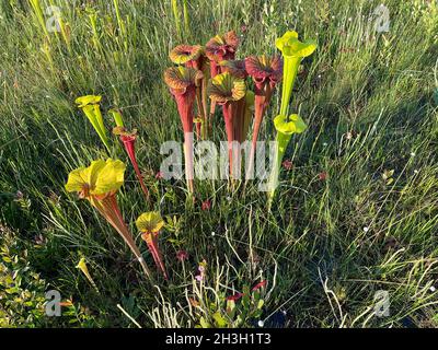 Tourbière d'infiltration à flanc de coteau avec plusieurs variétés de Pitcherplants, Floride occidentale, États-Unis, par Dembinsky photo Associates Banque D'Images