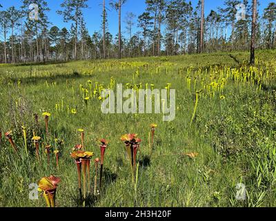 Tourbière d'infiltration à flanc de coteau avec plusieurs variétés de Pitcherplants, Floride occidentale, États-Unis, par Dembinsky photo Associates Banque D'Images