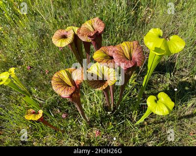 Tourbière d'infiltration à flanc de coteau avec plusieurs variétés de Pitcherplants, Floride occidentale, États-Unis, par Dembinsky photo Associates Banque D'Images