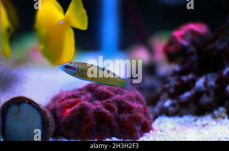 Poisson wrasse vert orné féminin - Thalassoma Pavo Banque D'Images