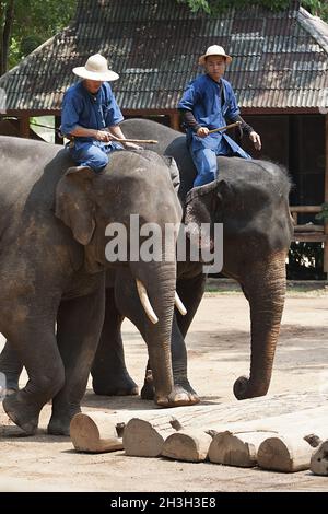 Des éléphants de travail Banque D'Images