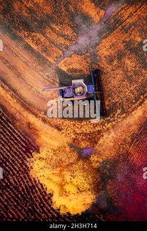 Image d'une combinaison qui arrondisse le coin d'un champ au pic de la couleur d'automne à la fin d'octobre.Beaucoup de feuilles jaunes et de tons rouges dans le champ Banque D'Images