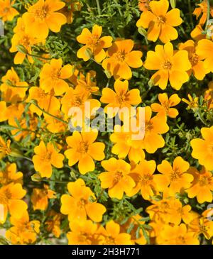 Tag épices, marigold tenuifolia Banque D'Images