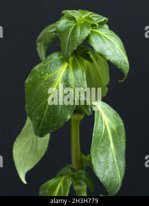 Herb, Rungia klossii Champignons Banque D'Images