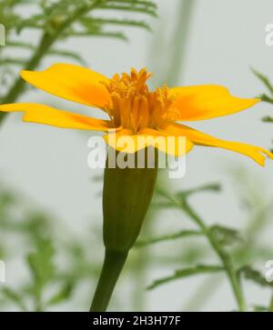 Tag épices, marigold tenuifolia Banque D'Images