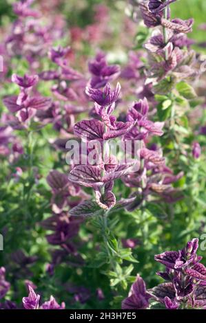 Sauge à crête, sauge à crête, Salvia viridis, Salvia horminum Banque D'Images