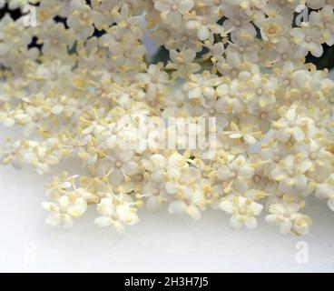 Fleurs de sureau; Sambucus; nigra Banque D'Images