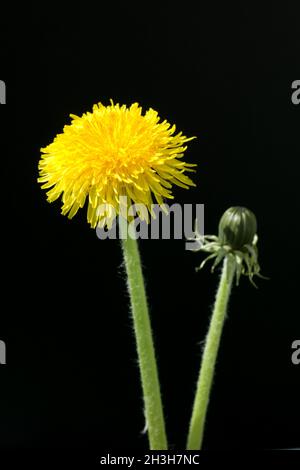 Loewenzahn; Taraxacum officinale Banque D'Images