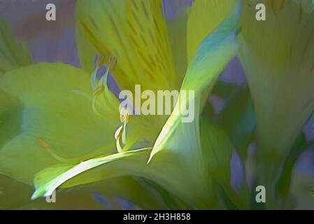 Gros plan mais flou : image pâle et abstraite des pétales et des étamines de la fleur d'alstroemeria Banque D'Images