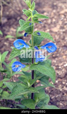 Azursalbei, Salvia patens Banque D'Images