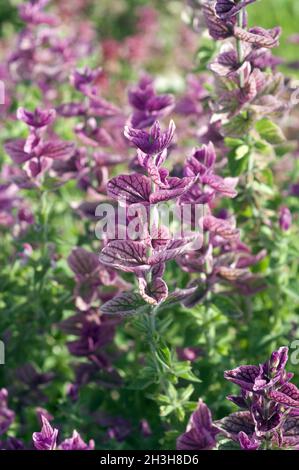 Sauge à crête, sauge à crête, Salvia viridis, Salvia horminum Banque D'Images