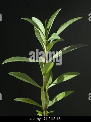 Winterestragon, Tagetes lucida Banque D'Images