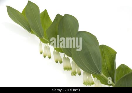 Le sceau de Salomon, Polygonatum odoratum Banque D'Images