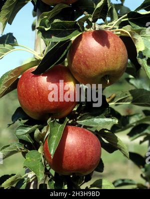 Rouge Jonagold, pomme, Banque D'Images