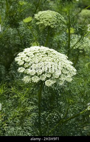 Mauvaise herbe de Bishop; Ammi visnaga Banque D'Images