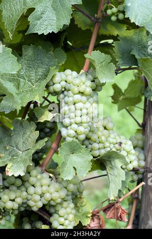 Riesling blanc, raisins blancs Banque D'Images