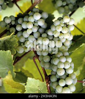 Raisins, Riesling blanc Banque D'Images