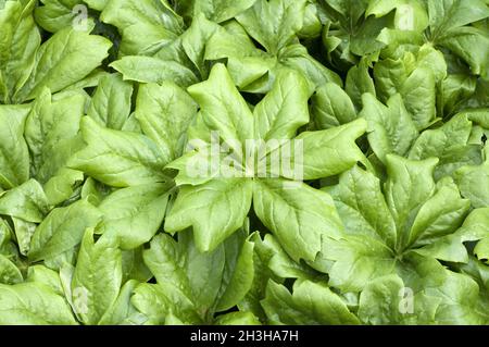 Mai pomme, Podophyllum peltatum Banque D'Images