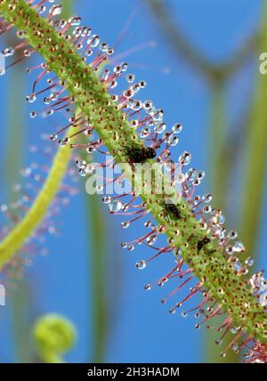 Sonnentau ; Drosera anglica Banque D'Images