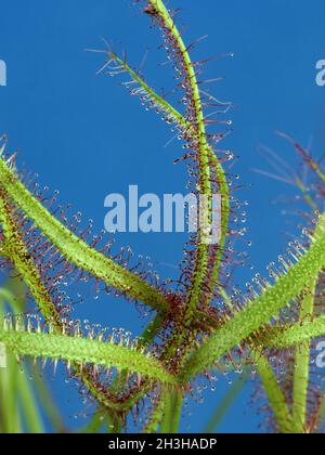 Sonnentau ; Drosera anglica Banque D'Images