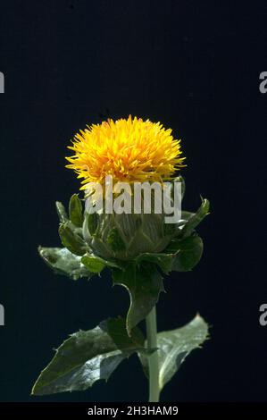 Chardon de baryère, Carthamus tinctorius Banque D'Images