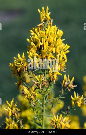 Faerberginster, Genista tinctoria Banque D'Images