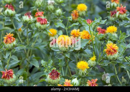 Chardon de baryère, Carthamus tinctorius Banque D'Images