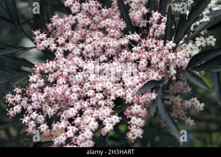 Holunder, Sambucus nigra, dentelle noire, Banque D'Images