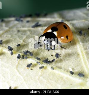 Marienkaefer semptempunctata, Coccinella,, Banque D'Images