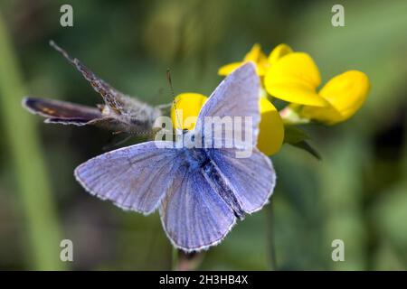 Bluebell, femme, homme Banque D'Images